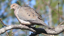 Image of American Mourning Dove