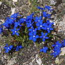 Image of Gentiana brachyphylla subsp. favratii (Rittener) Tutin