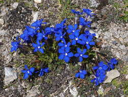 Image of Gentiana brachyphylla subsp. favratii (Rittener) Tutin