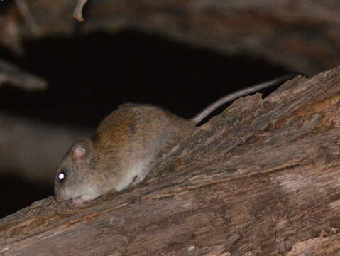 Image of Acacia Rat