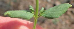 Image of Nemesia anisocarpa E. Mey. ex Benth.