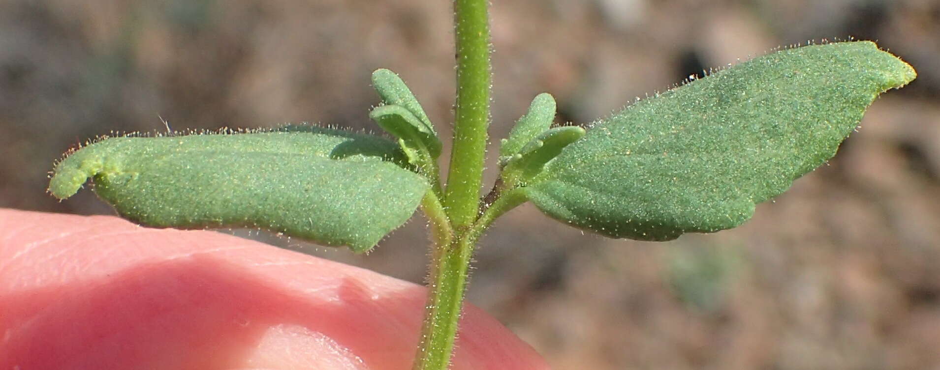 Image of Nemesia anisocarpa E. Mey. ex Benth.