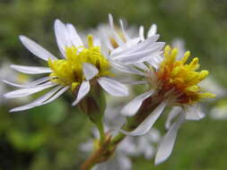 Image of sea aster