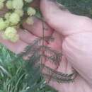 Acacia parramattensis Tindale的圖片