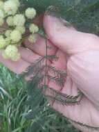 Acacia parramattensis Tindale的圖片