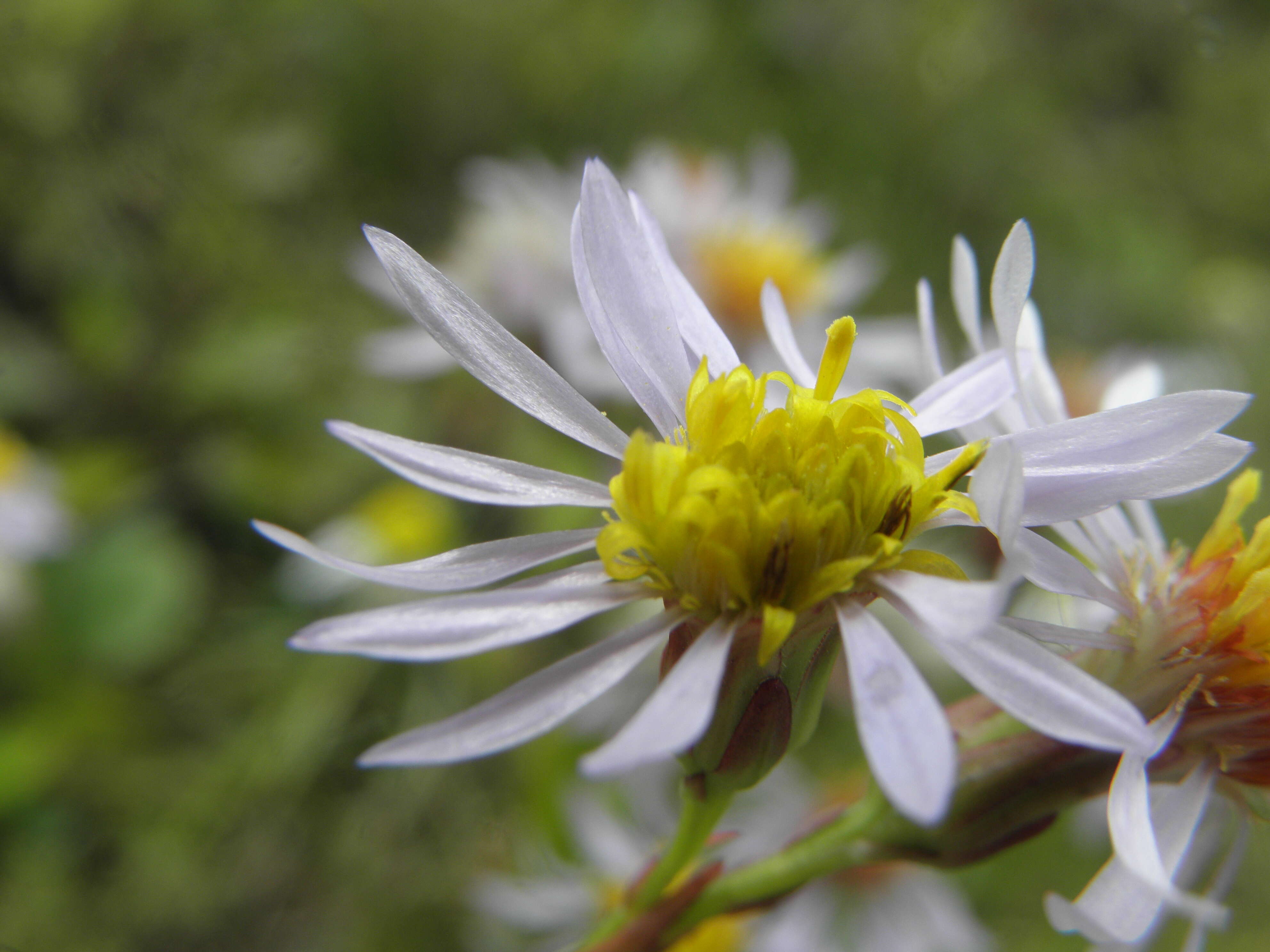 Imagem de Tripolium pannonicum (Jacq.) Dobroczajeva