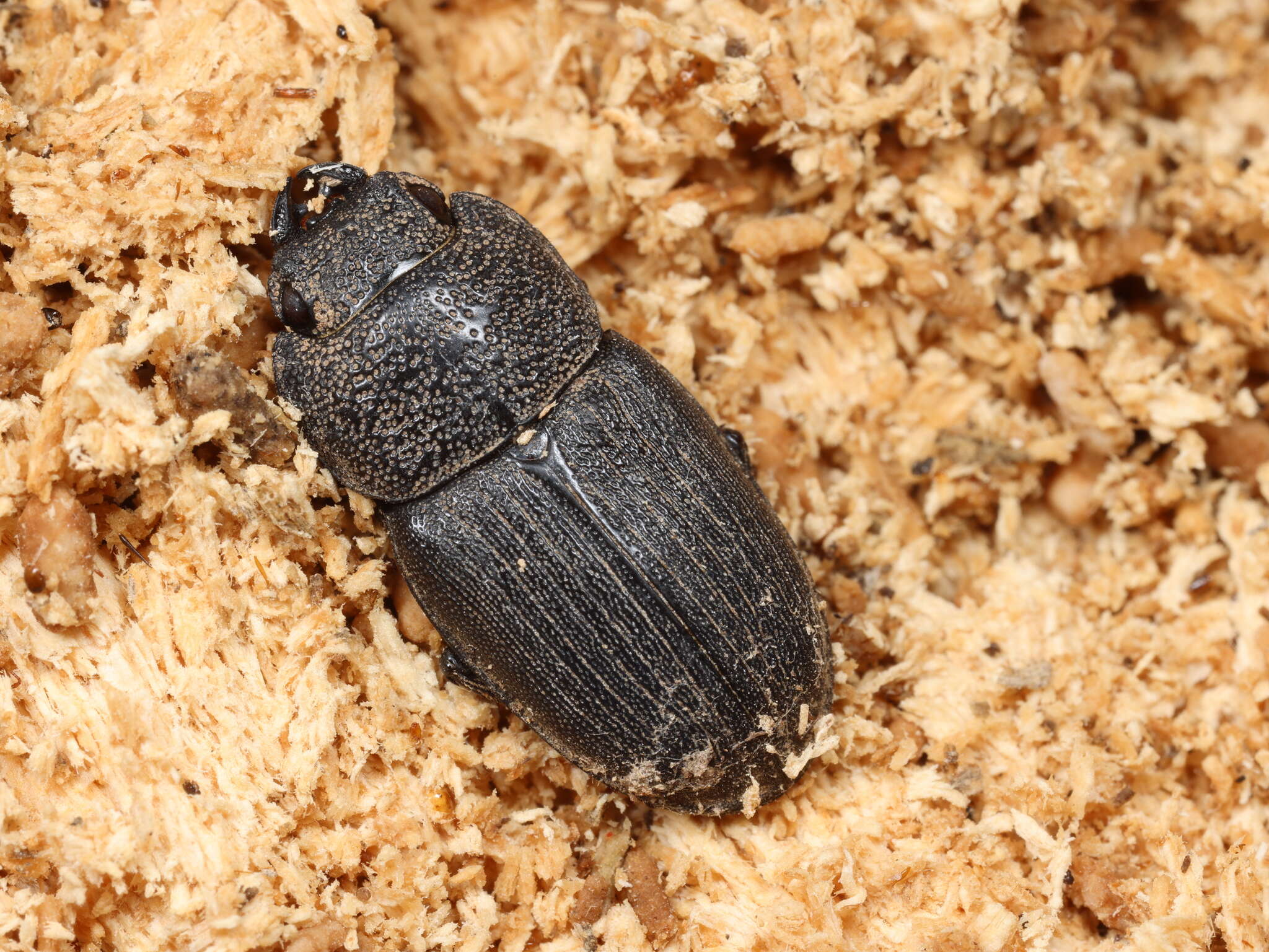 Image of Aegus chelifer Macleay 1819