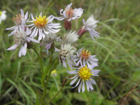 Image of sea aster