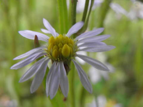 Image of sea aster