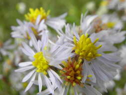 Image of sea aster