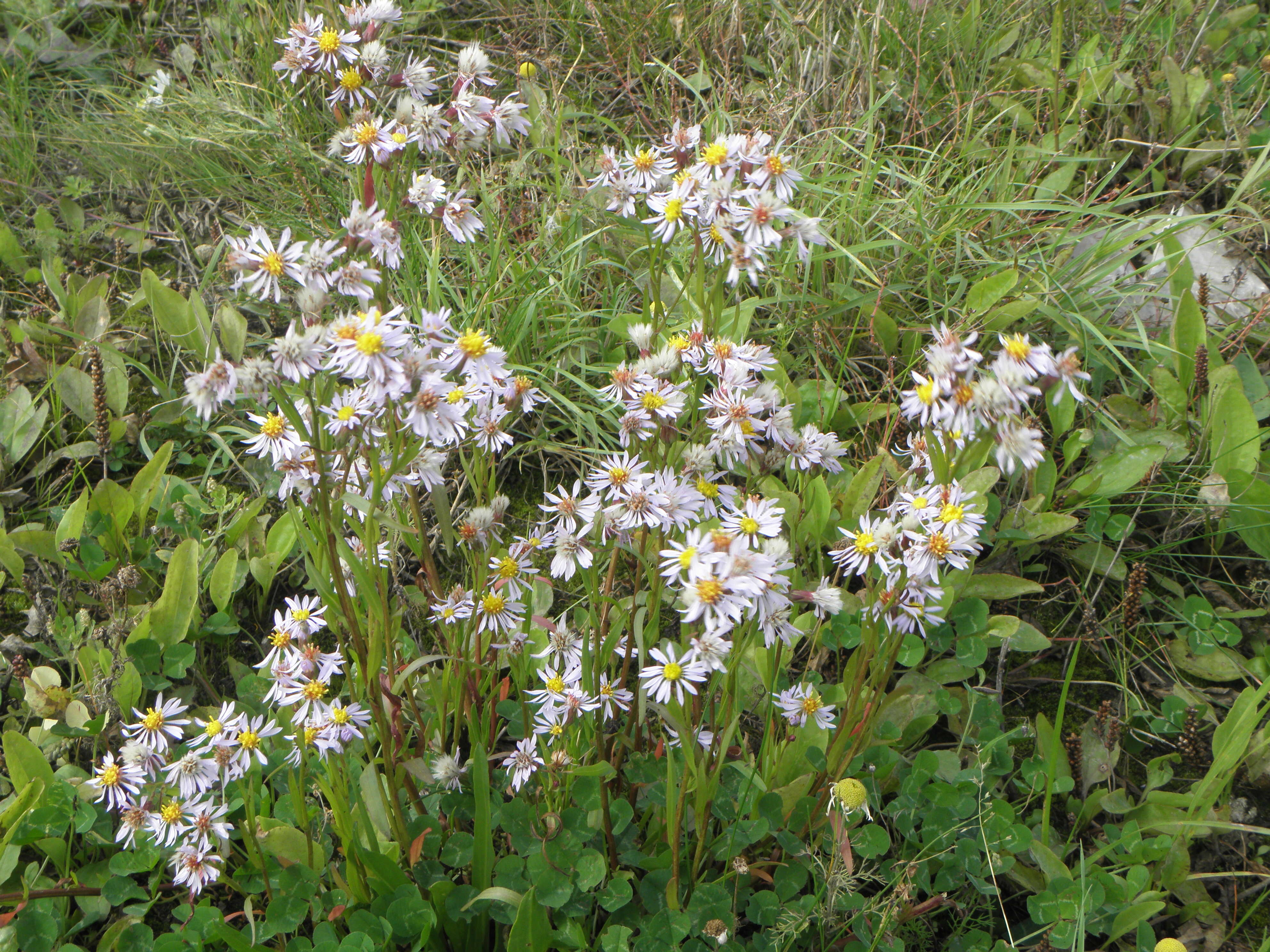 Image of sea aster