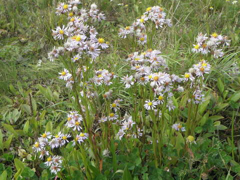 Image of sea aster