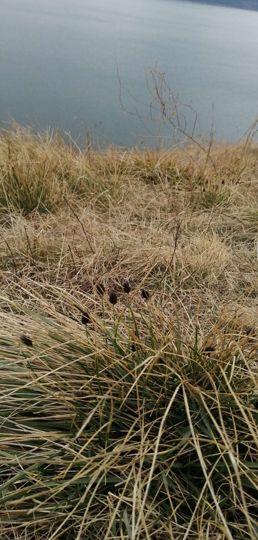 Image of Blue-green moor grass