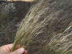 Image of Austrostipa scabra (Lindl.) S. W. L. Jacobs & J. Everett