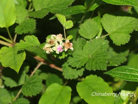 Image of Mysore raspberry