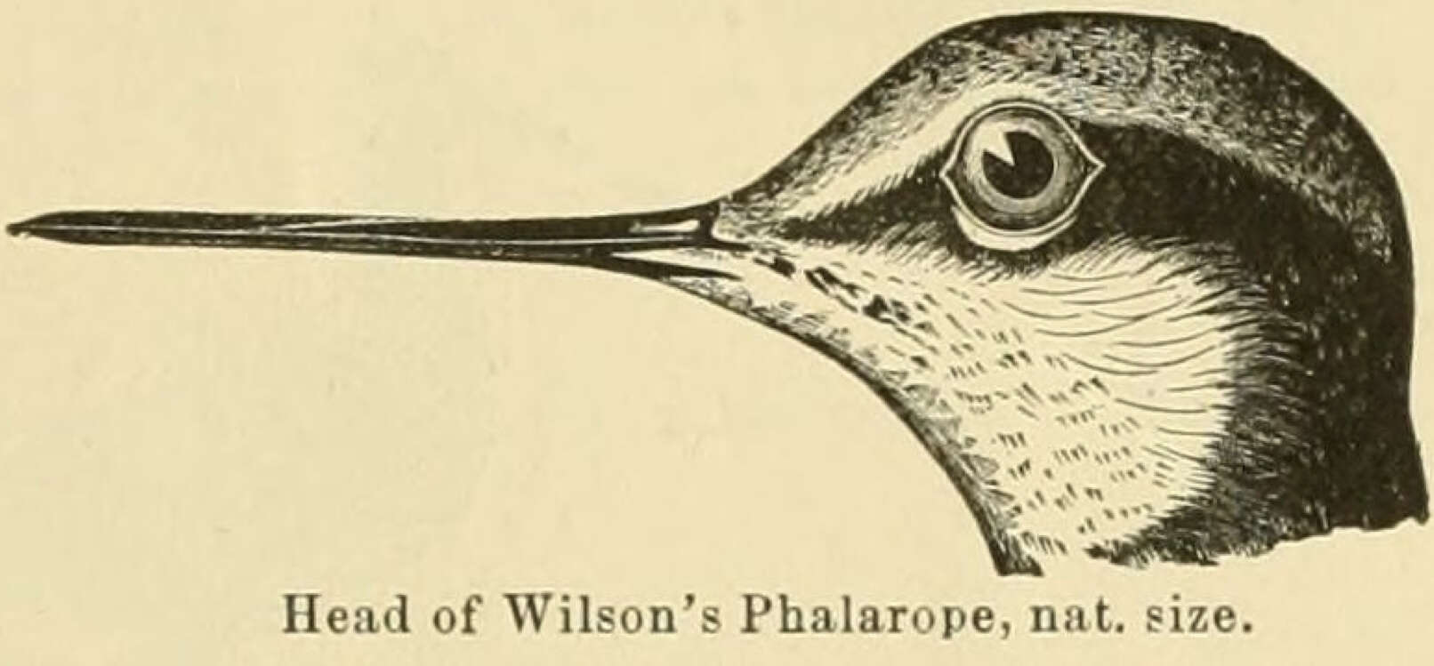 Image of Phalaropus Brisson 1760