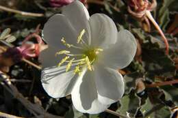 Image de Oenothera cespitosa Nutt.