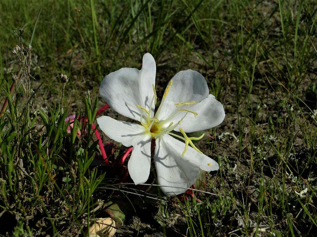 Image de Oenothera cespitosa Nutt.