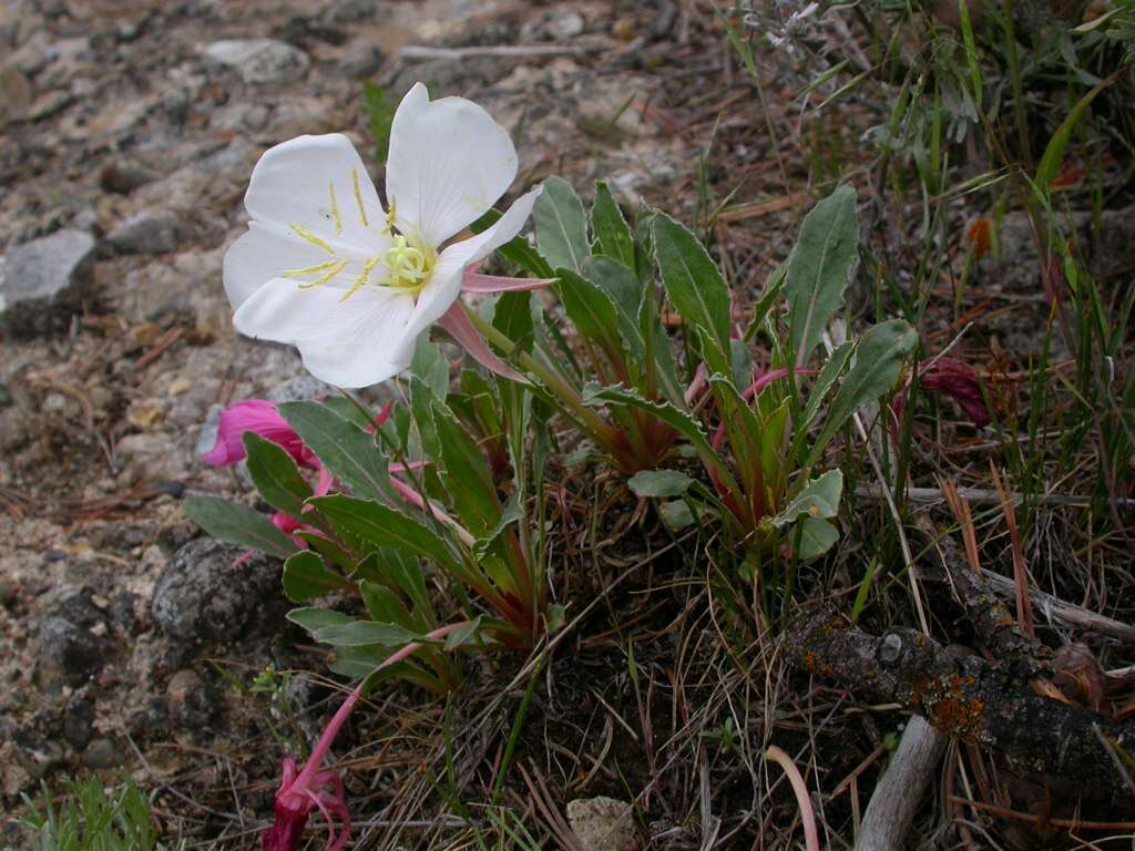 Oenothera cespitosa Nutt. resmi