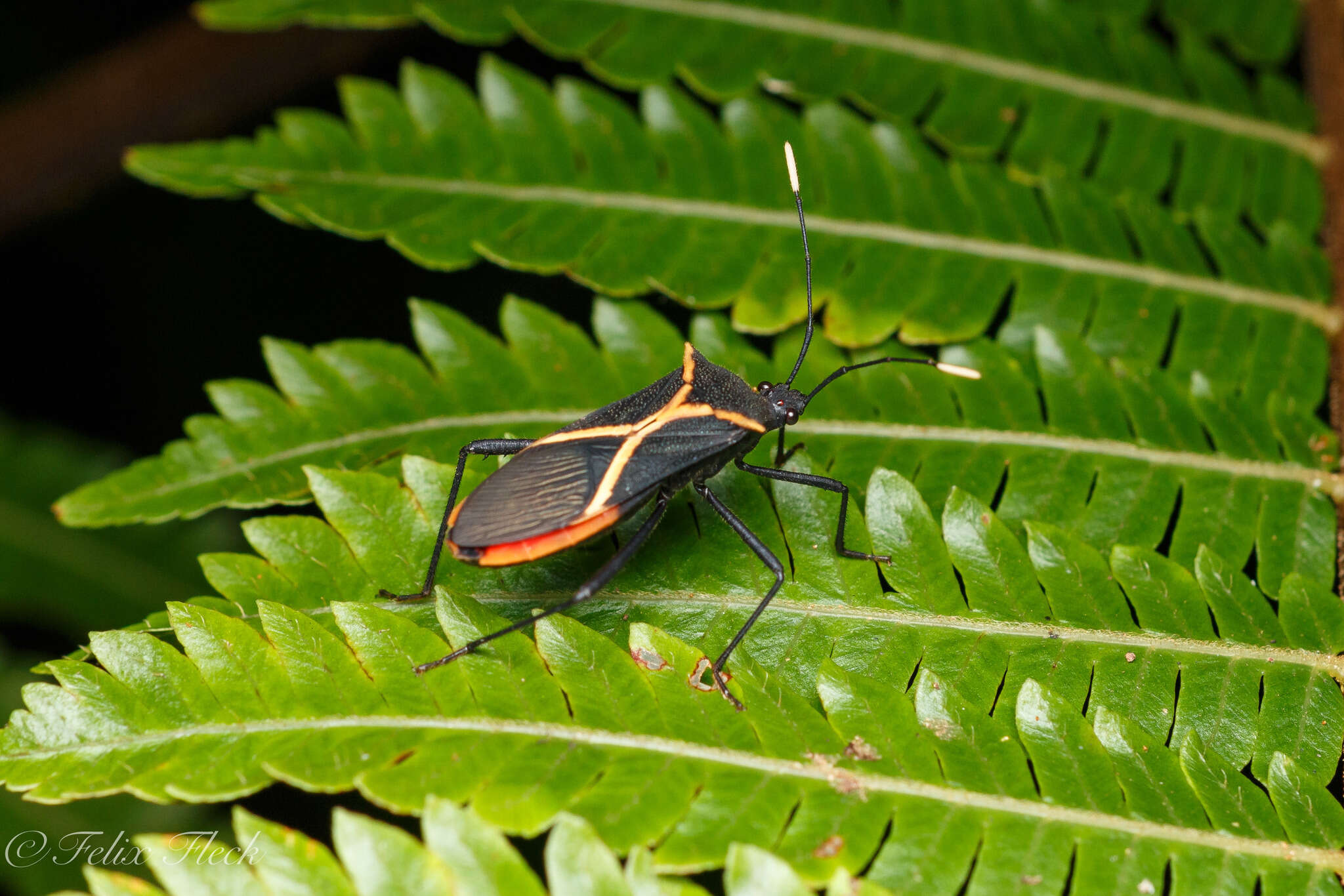 صورة Leptoscelis conspicuus Brailovsky & Barrera 2012