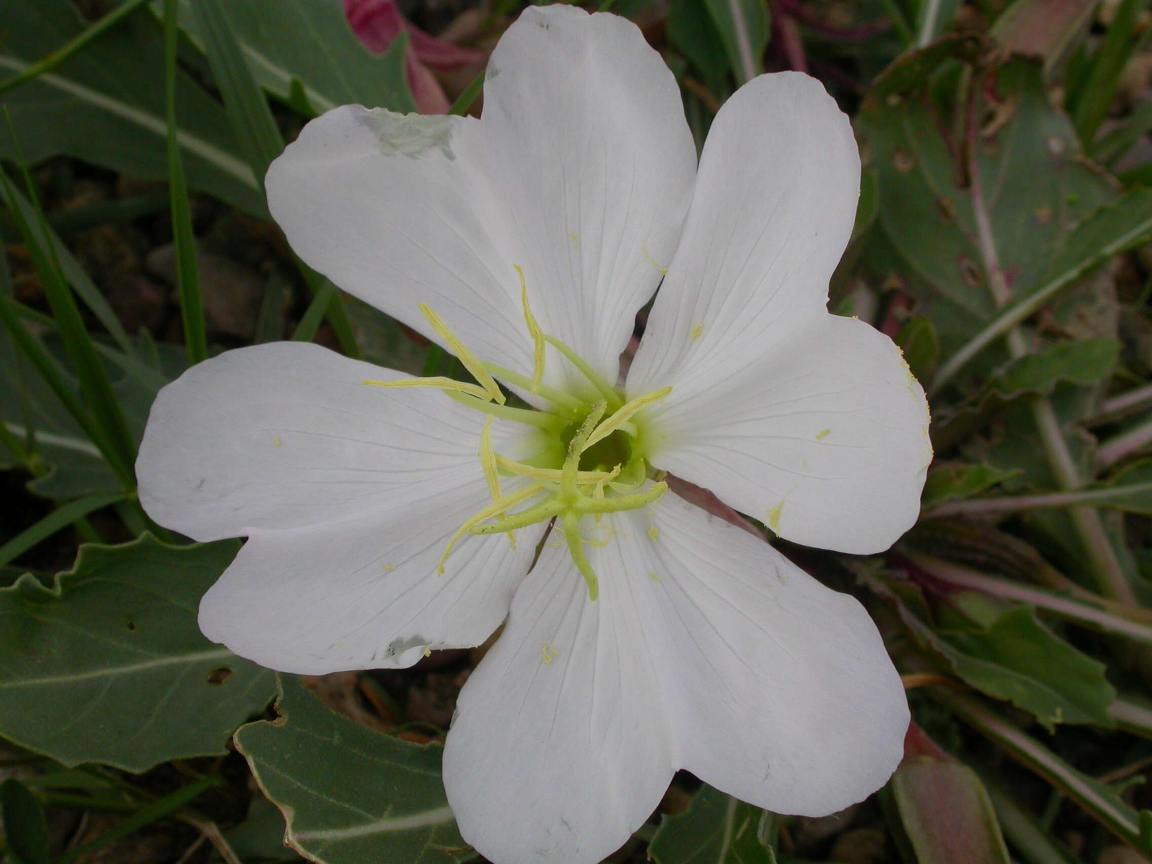 Oenothera cespitosa Nutt. resmi