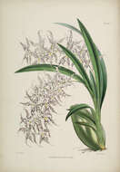 Image of Spotted Oncidium