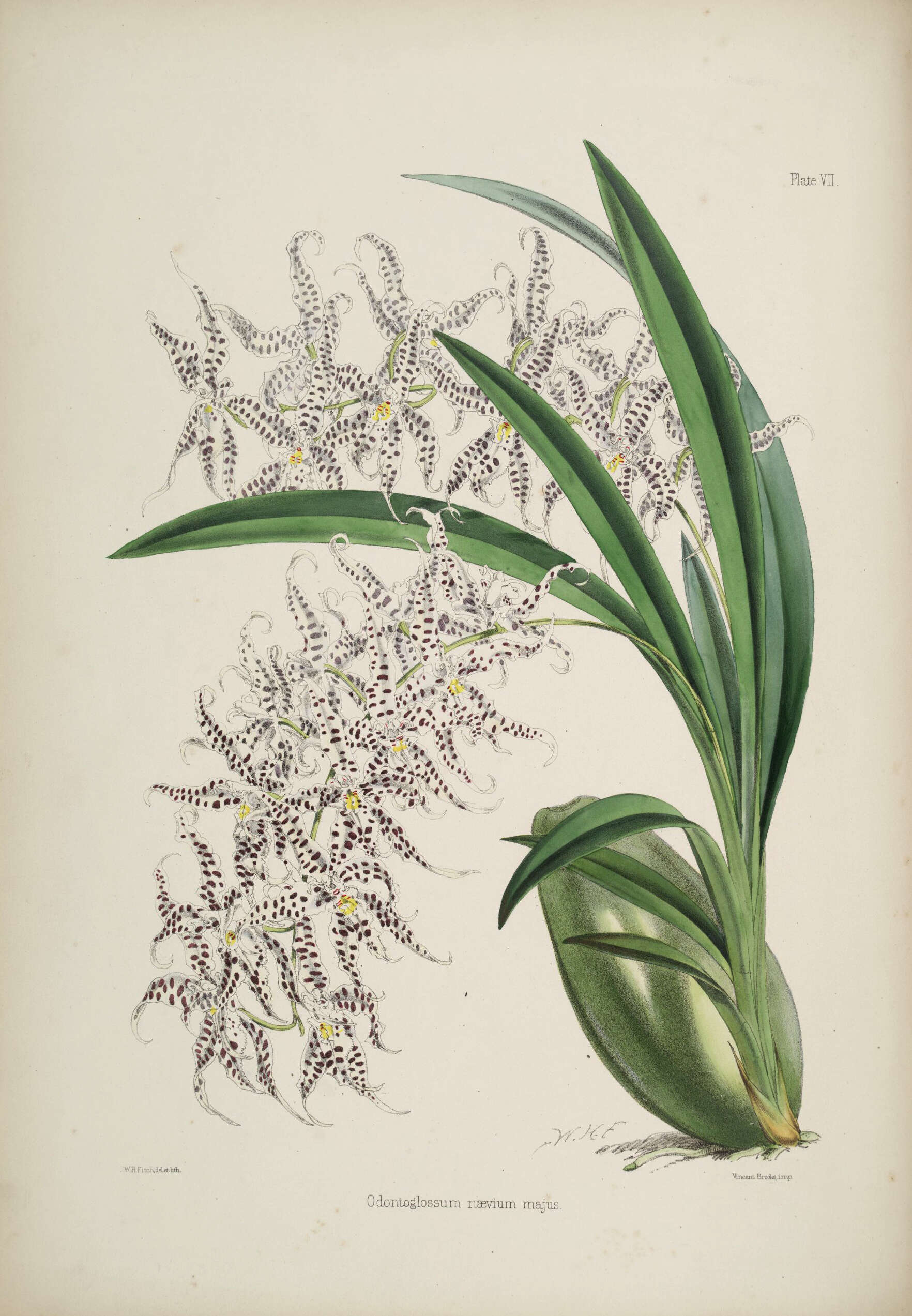 Image of Spotted Oncidium