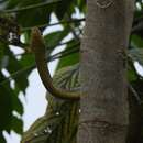 Image of Amazon Puffing Snake