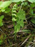 Image of common moonwort