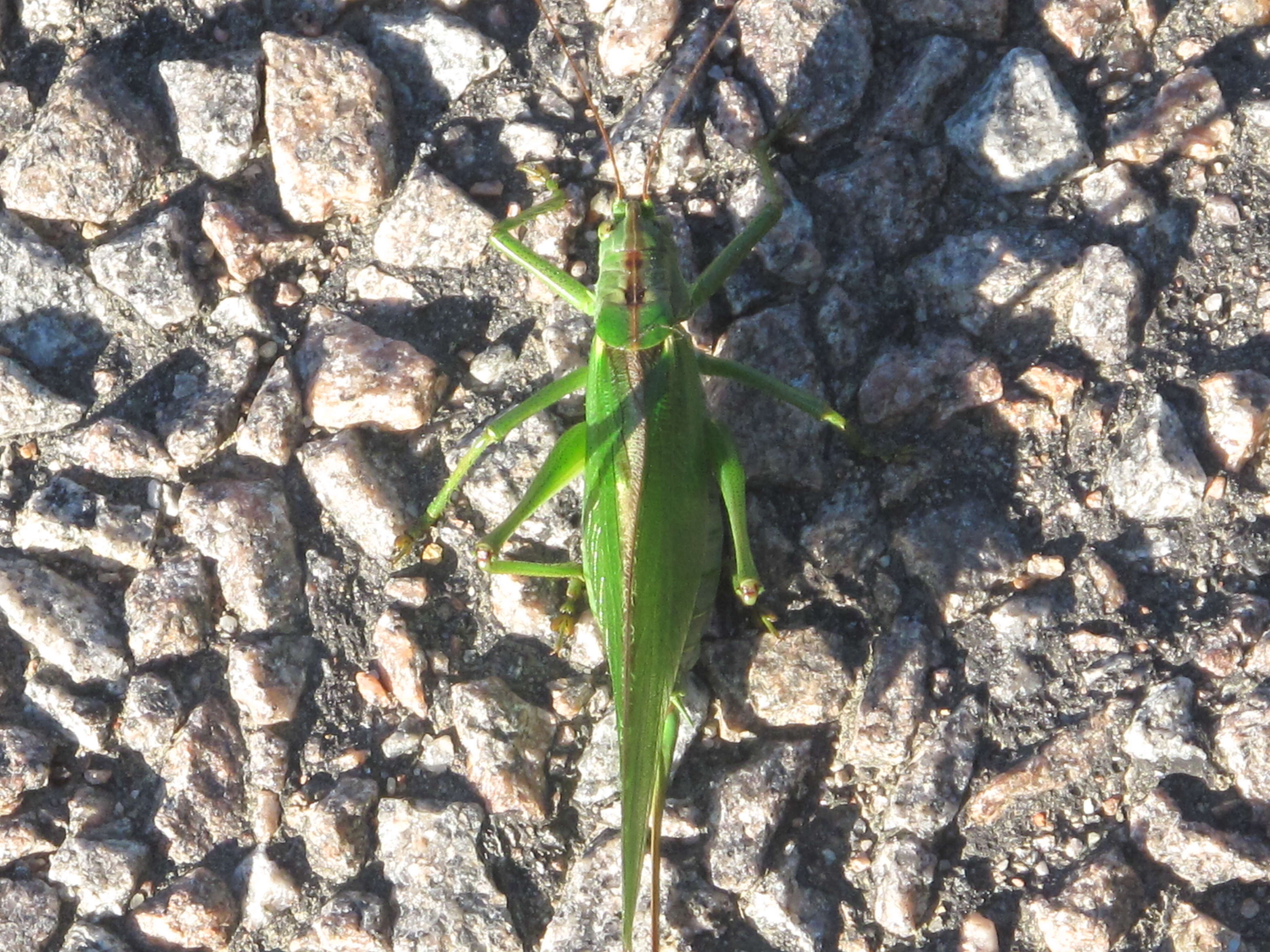 Image of Great green bushcricket