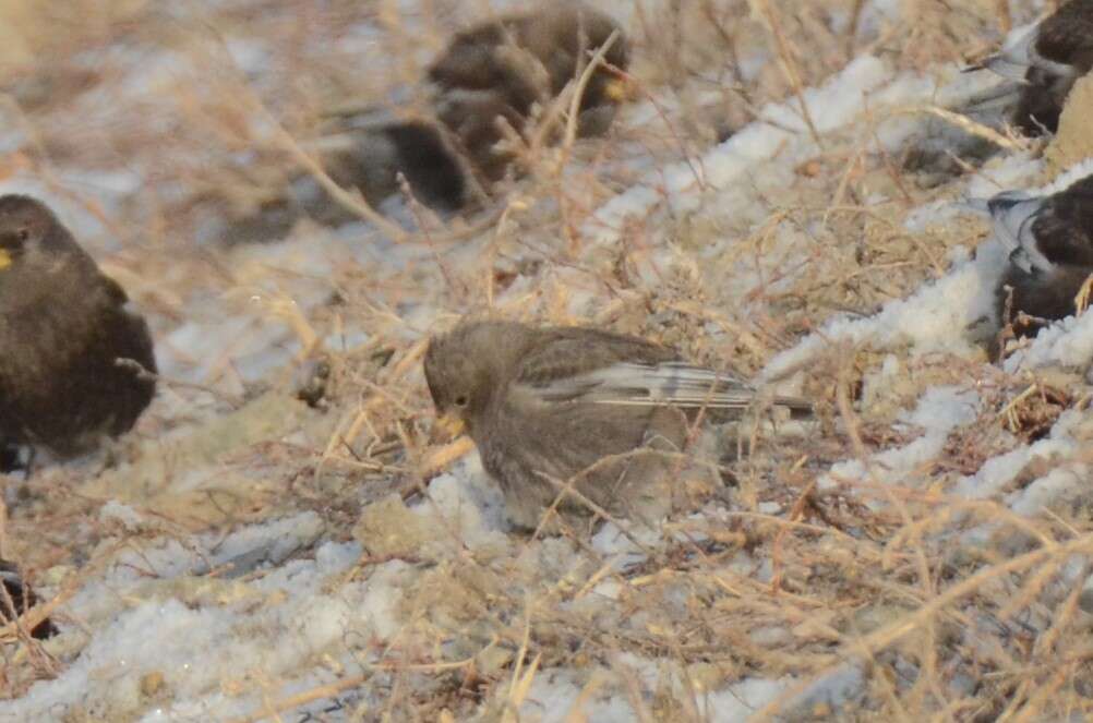 Image of Asian Rosy Finch