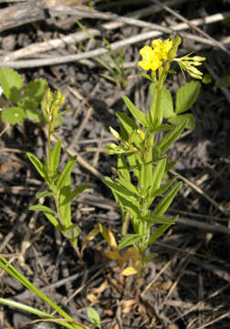 Imagem de Oenothera perennis L.