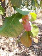 Image of Quercus obtusata Bonpl.