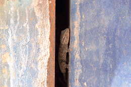 Image of Common Wall Gecko