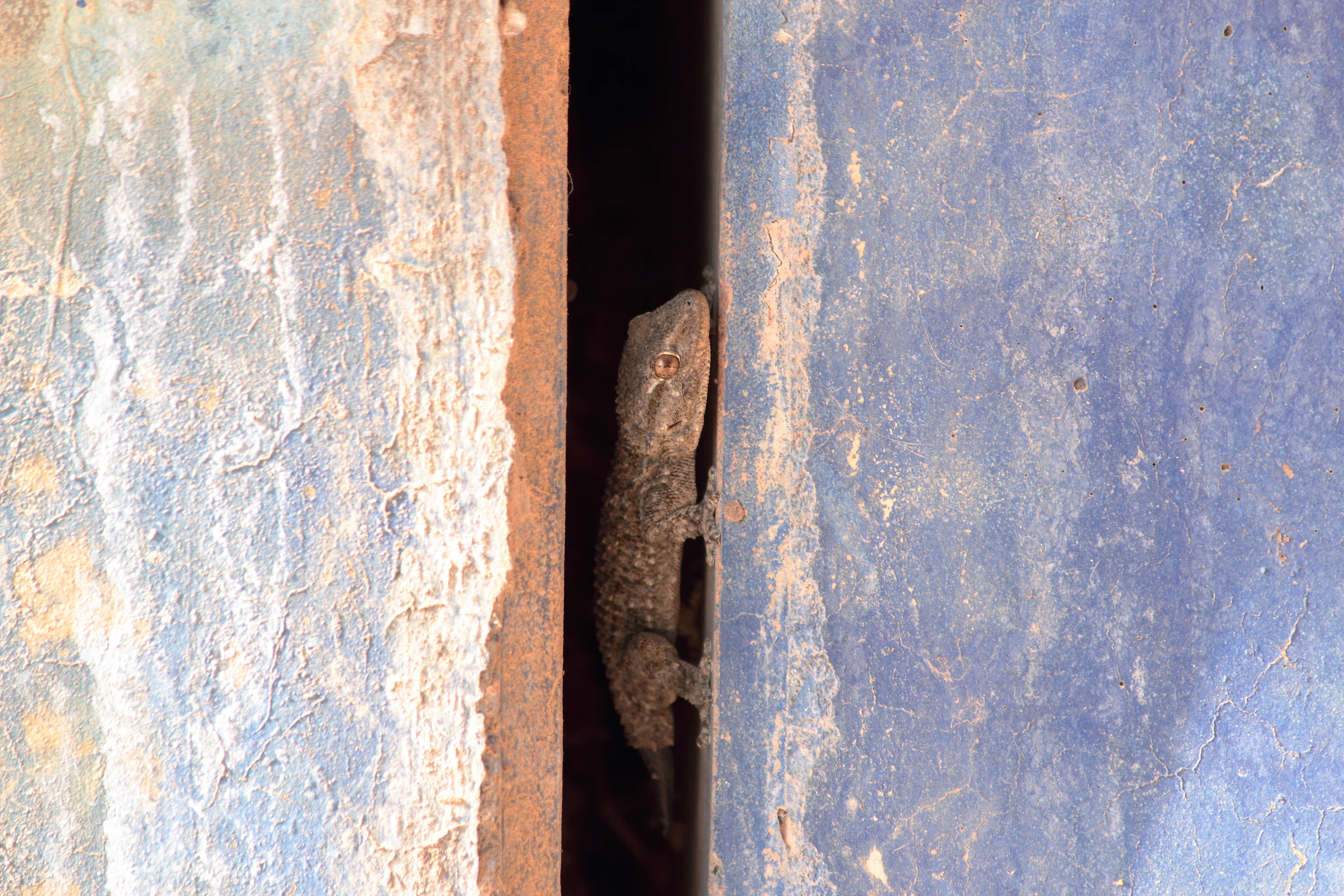 Image of Common Wall Gecko