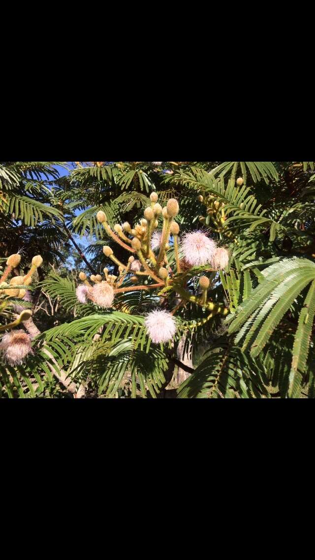 Image of <i>Mimosa decorticans</i>