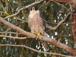 Image of <i>Falco peregrinus submelanogenys</i>