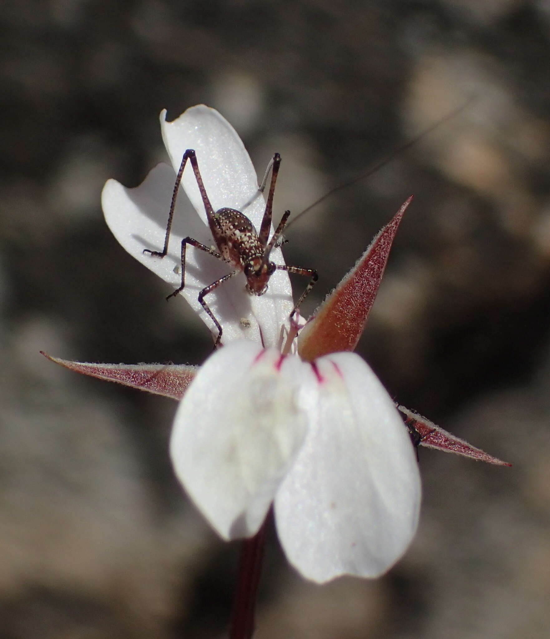 Image of Pelargonium laevigatum subsp. laevigatum