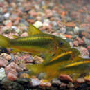 Image of green gold catfish