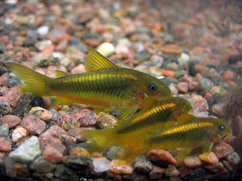 Imagem de Corydoras melanotaenia Regan 1912