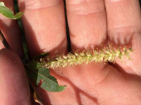 Image of coastal plain willow