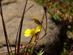 Image of Utricularia prehensilis E. Mey.