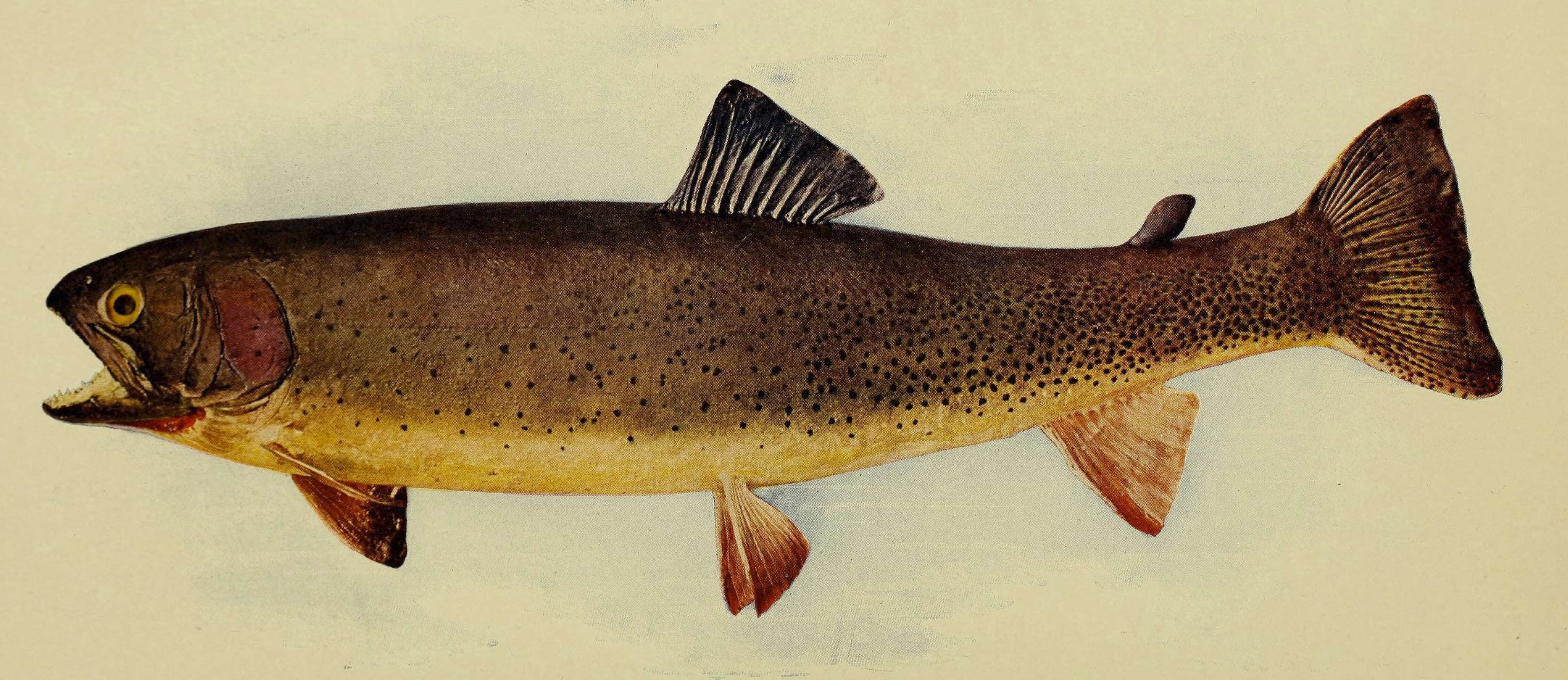 Image of Oncorhynchus clarkii bouvieri