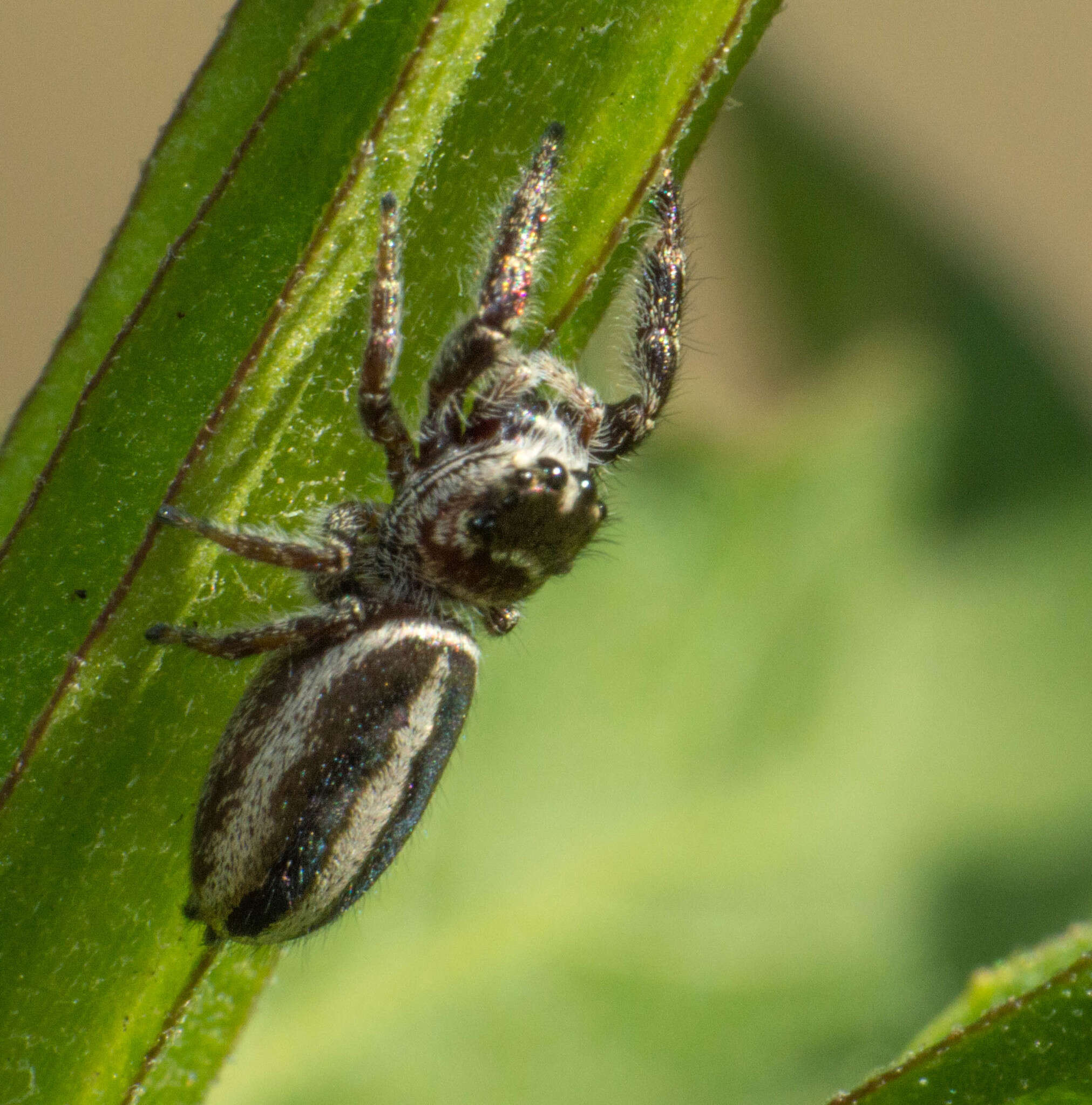 Image of Dendryphantes mordax (C. L. Koch 1846)