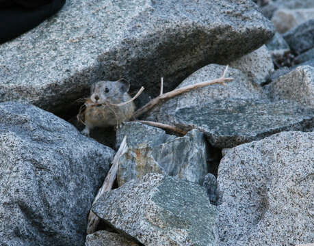 Ochotona subgen. Pika Lacépède 1799的图像