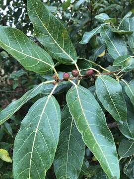 Imagem de Ficus opposita Miq.