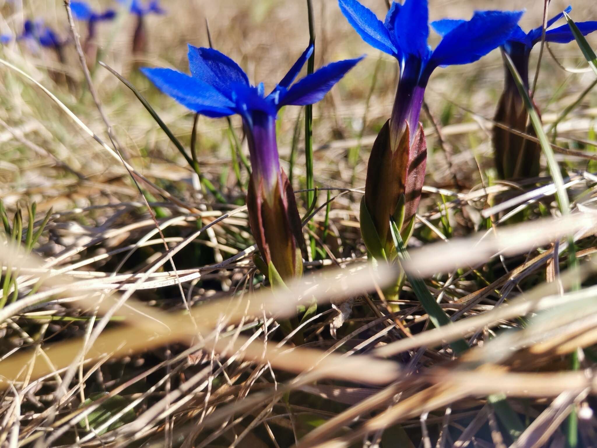 Plancia ëd Gentiana verna subsp. tergestina (G. Beck) Hayek