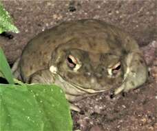 Image of Colorado River Toad Sonoran Desert Toad