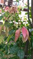 Imagem de Cinnamomum burmannii (Nees & T. Nees) Bl.