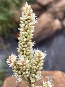 Image of Taper-Tip Smartweed